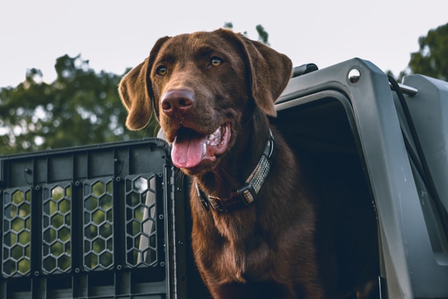 Gun Names for Dogs: 120+ Powerful Names for Your Hunting Companion