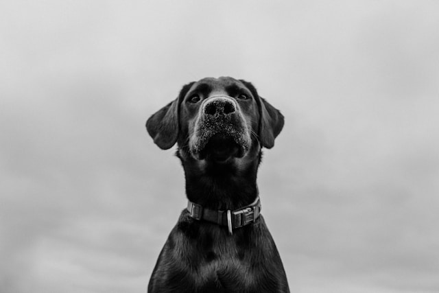Dog Names That Start With H: 90+ Perfect H Names for Your Pup