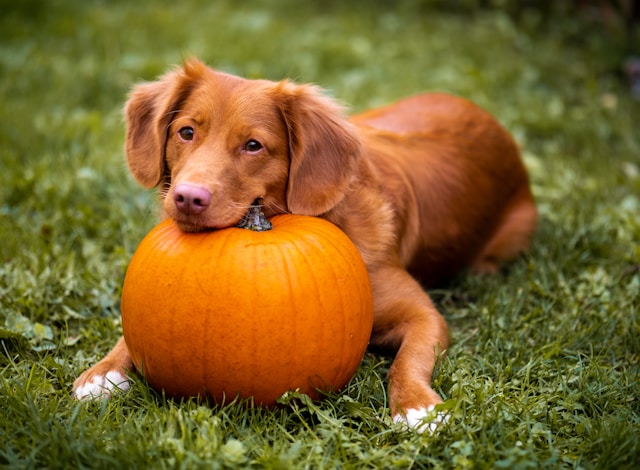 Halloween Dog Names: 100+ Spooky, Cute & Creative Names for Your Pup