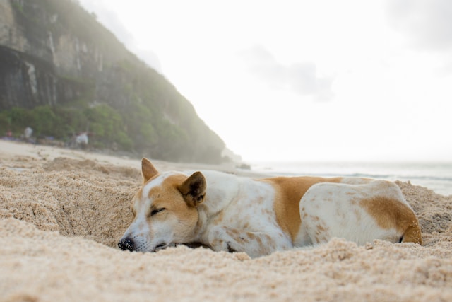 Hawaiian Dog Names