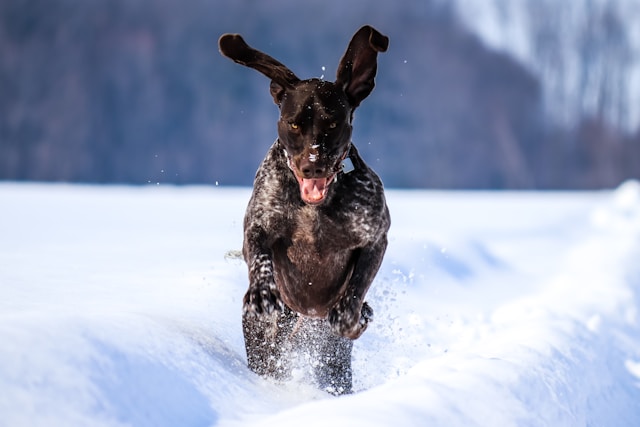 Hunting Dog Names for Boys