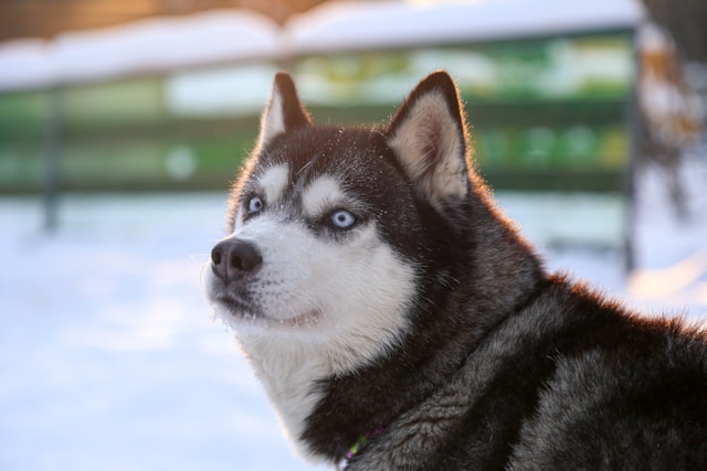 Husky Dog Names