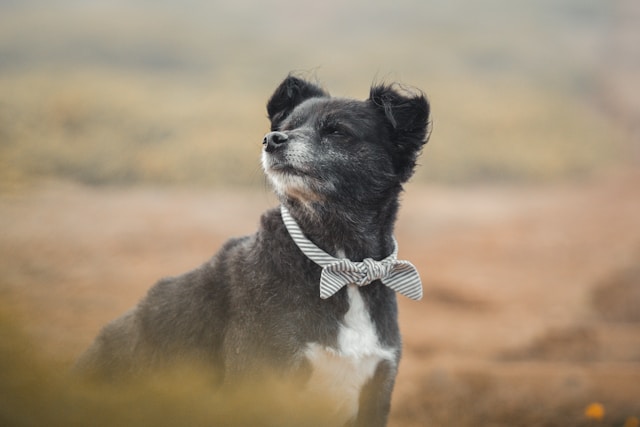Dog Names That Start With I: 50+ Intelligent & Inspiring Ideas