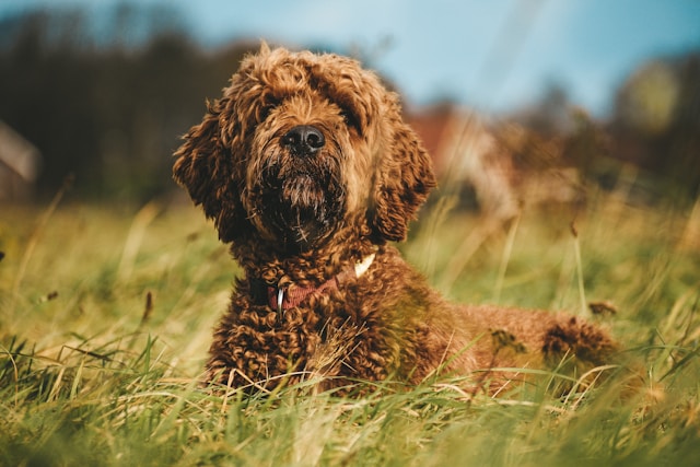 Irish Dog Names