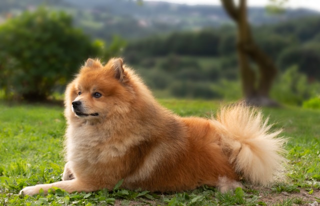 Italian Boy Dog Names