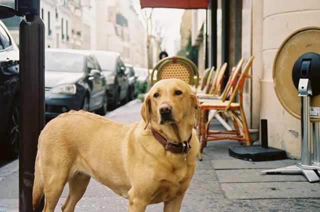 Italian Dog Names: 150+ Beautiful Names for Your Cane