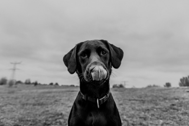 Dog Names That Start With J: 90+ Joyful J Names for Your Pup