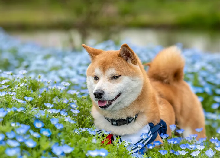 Japanese Male Dog Names