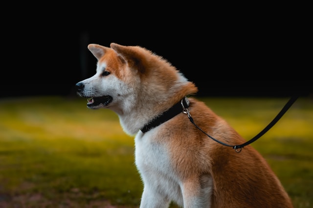 Japanese Dog Names: 70+ Beautiful Names with Meanings