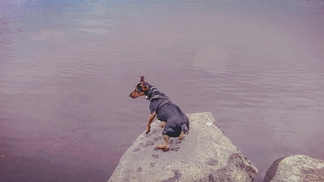 Dog Names That Start With K: 60+ Perfect K Names for Dogs