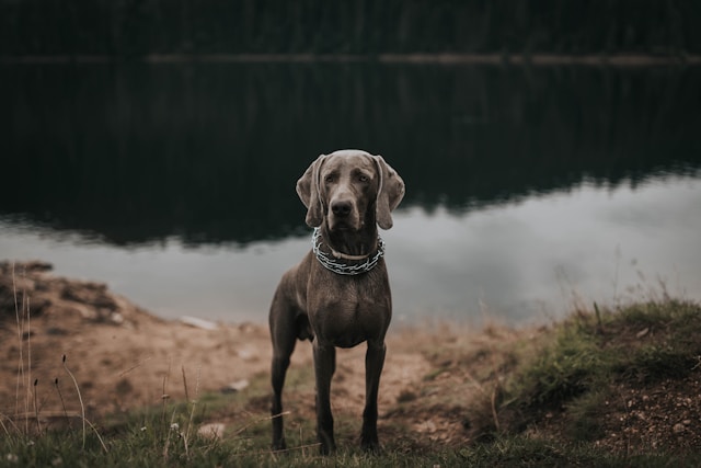 Dog Names That Start With L: 90+ Lovable & Lively Ideas