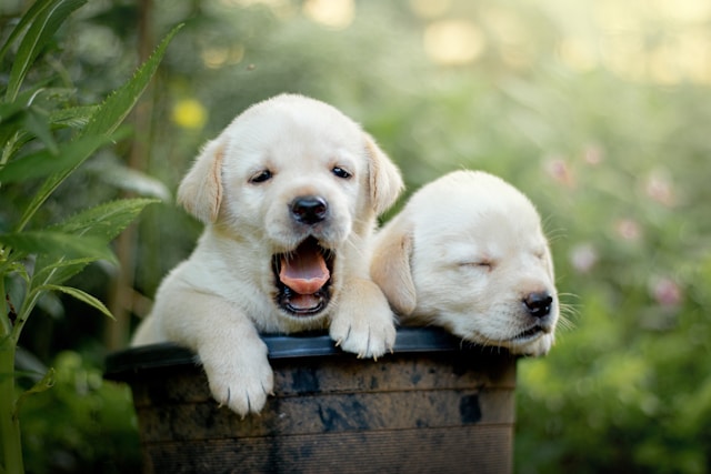 Labrador Dog Names: 100+ Perfect Names for Your Loyal Retriever