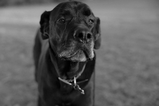 Large Dog Names: 100+ Perfect Names for Your Big Companion