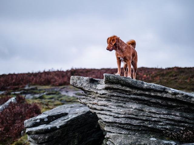 Lord of the Rings Dog Names: 100+ Epic Middle-earth Names for Your Pup