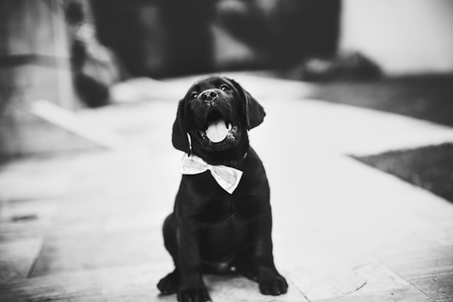 Dog Names That Start With M: 90+ Magnificent M Names for Your Pup