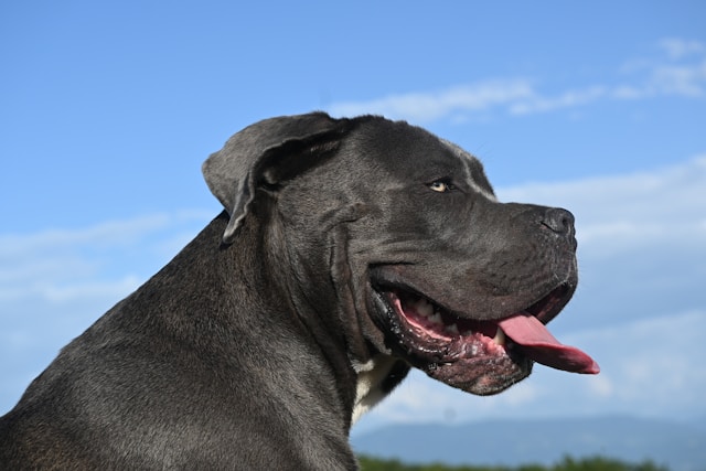 Boy Dog Names With Meaning