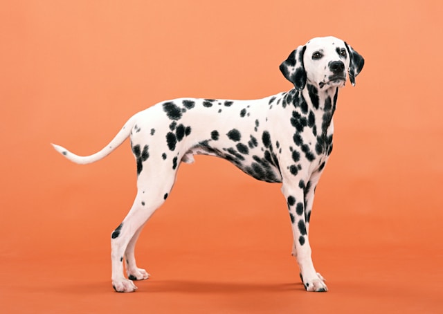 Medium Dog Names: 120+ Perfect Names for Your Mid-Size Companion
