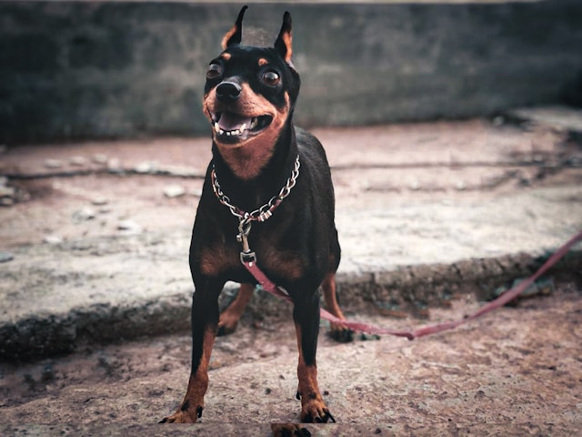 Mexican Dog Names: 150+ Beautiful Names for Your Perro