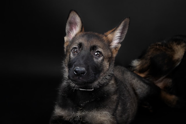 Military Dog Names: 160+ Powerful Names for Brave & Loyal Dogs