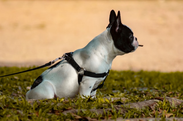 Dog Names That Start With N: 90+ Notable & Nimble Ideas