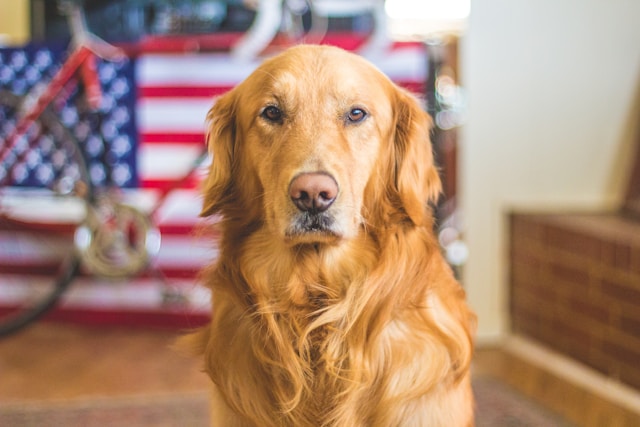 Native American Dog Names: 150+ Meaningful Names With Tribal Origins