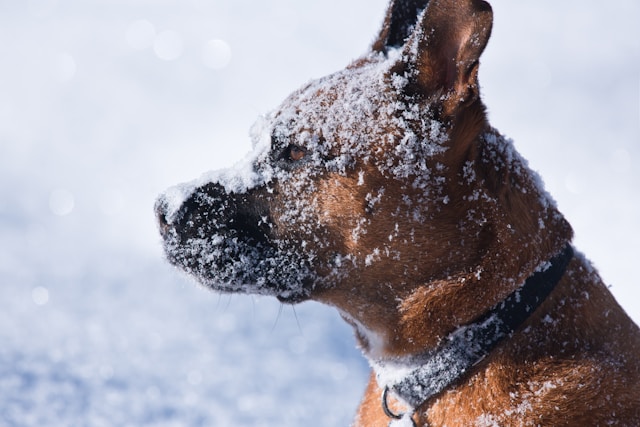 Norse Dog Names: 110+ Viking & Mythology Inspired Names