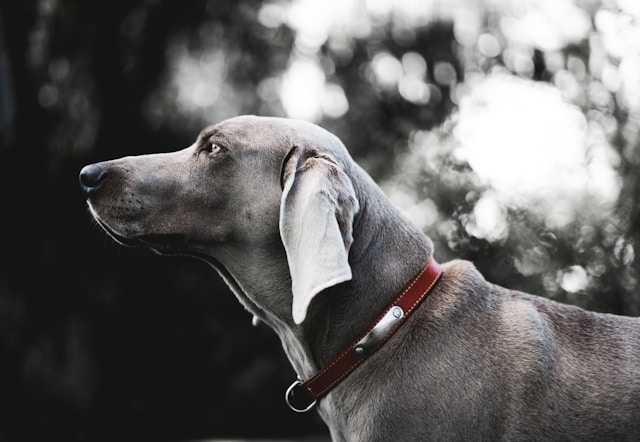 Old Lady Names for Dogs: 150+ Vintage & Classic Names for Your Pup