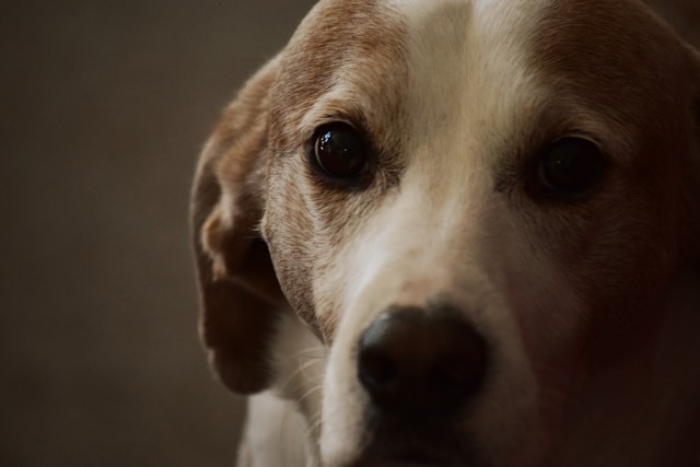 Old Man Names for Dogs
