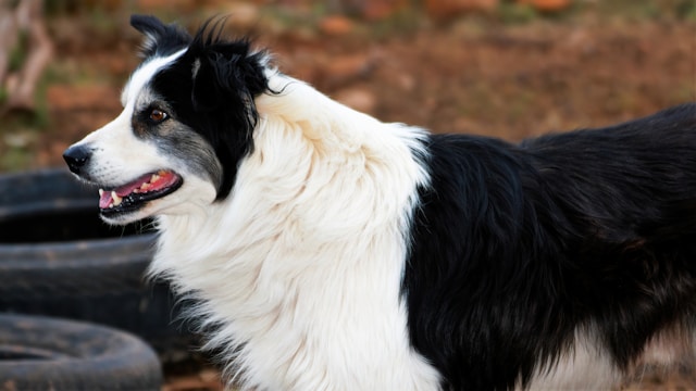 150+ Best One Syllable Dog Names: Short, Strong & Simple Names