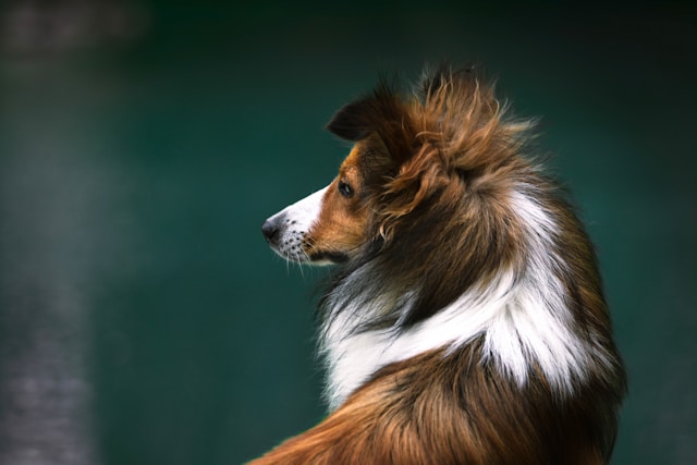 Dog Names That Start With P: 90+ Playful & Powerful Ideas