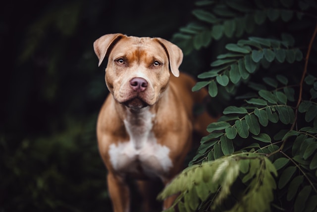 Pitbull Dog Names: 150+ Strong, Unique & Cute Names for Your Pit