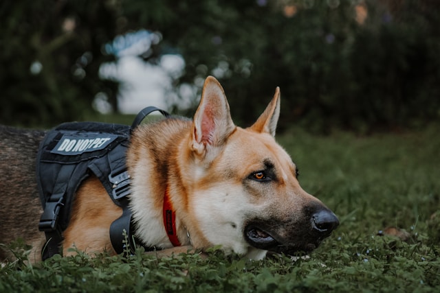 Best Police Dog Names: 120+ K9-Inspired Picks for Strong & Brave Dogs