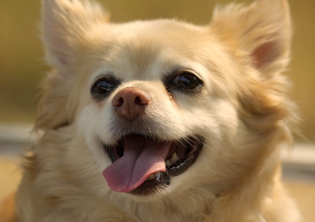 Pomeranian Dog Names: 120+ Perfect Names for Your Pom