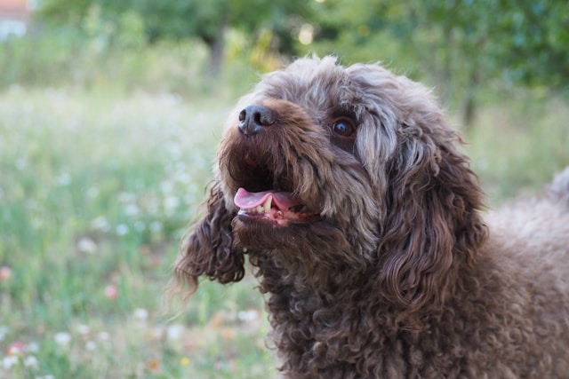 Poodle Dog Names