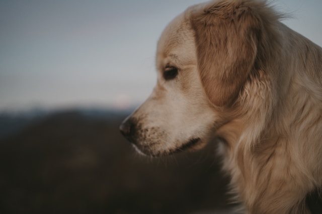 Dog Names That Start With Q: 80+ Quirky & Quality Ideas