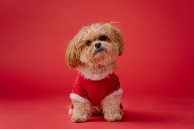 Red Dog Names: 100+ Perfect Names for Red-Colored Dogs