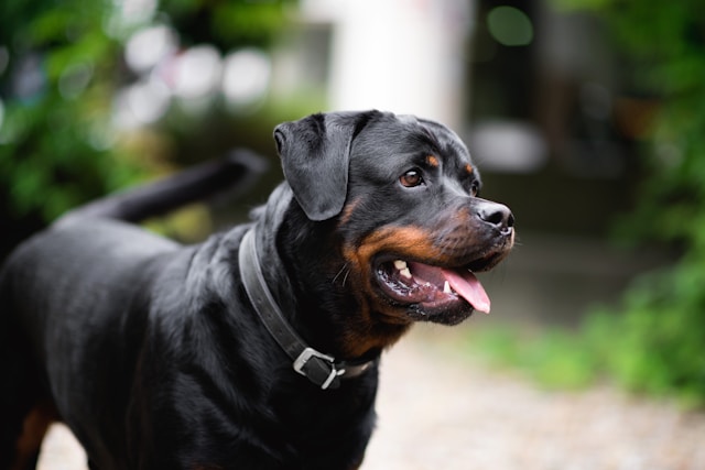 Rottweiler Names: 160+ Perfect Names for Your Rottie Puppy