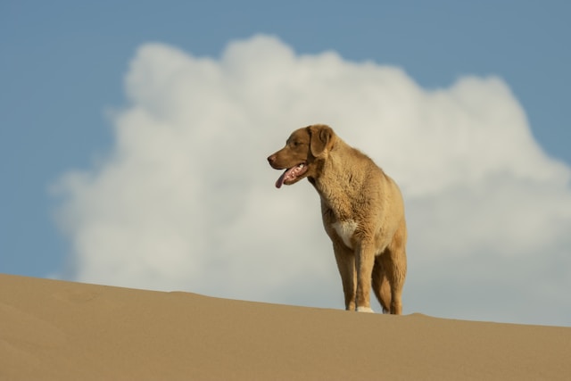 Dog Names That Start With S: 90+ Perfect S Names for Your Pup
