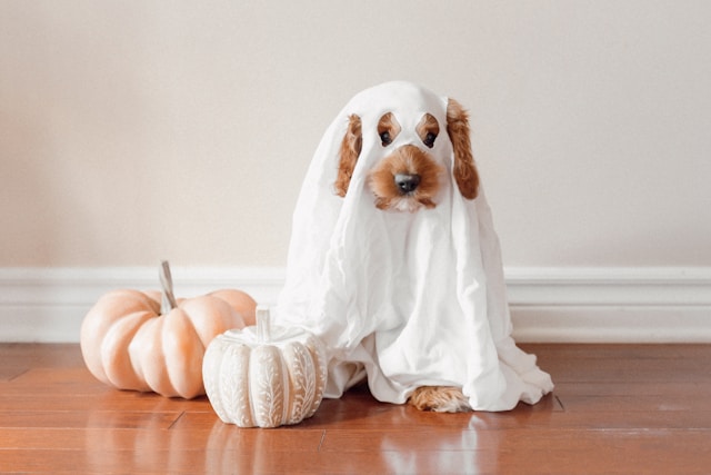 Scary Dog Names: 150+ Frightfully Good Picks for Your Spooky Pup
