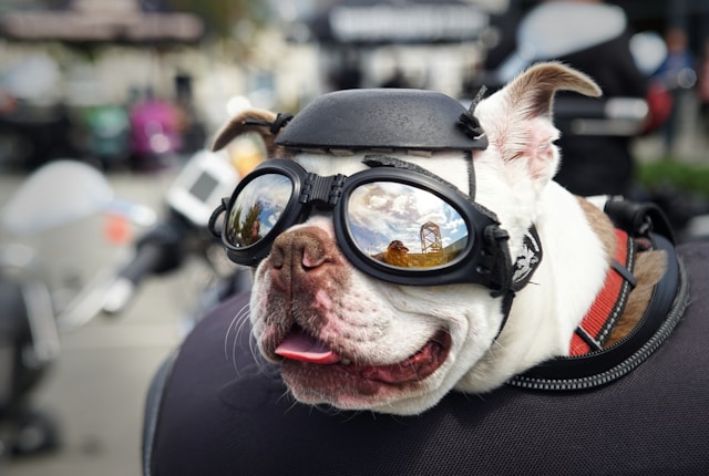 Scientific Name for Dogs and Science-Inspired Dog Names