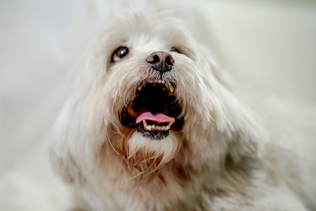 Best Shih Tzu Names: 100+ Perfect Ideas for Your Royal Lion Dog