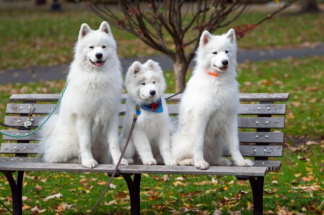 Dog Names by Size