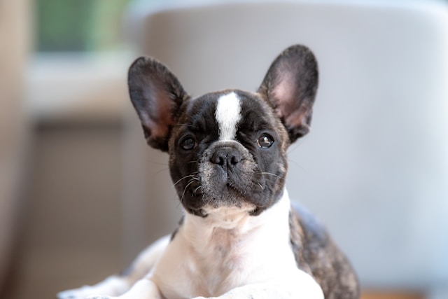 50+ Perfect Small Boy Dog Names for Your Tiny Pup