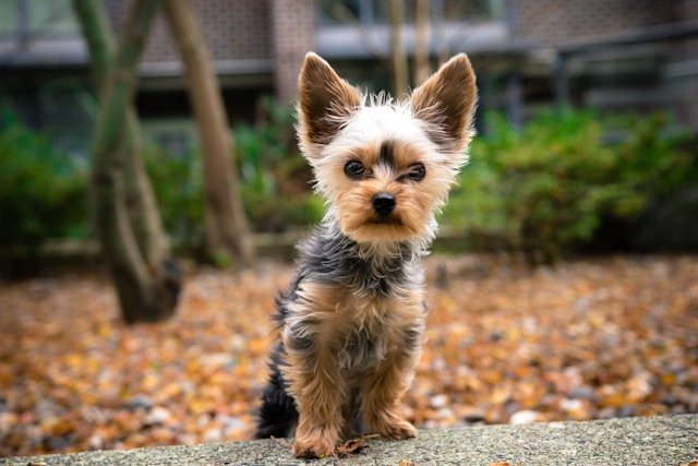 Small Girl Dog Names