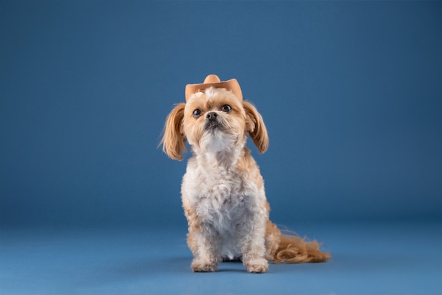 Southern Girl Dog Names