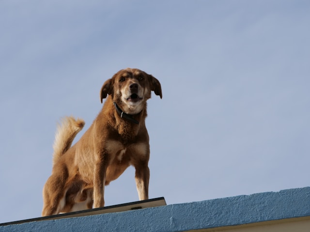 Spanish Boy Dog Names