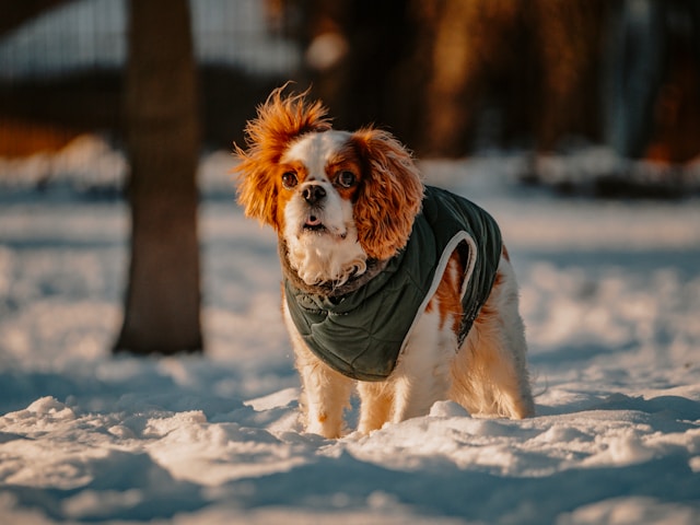 Spanish Girl Dog Names