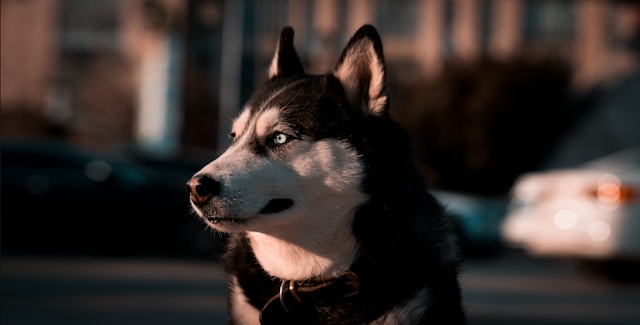 Star Wars Dog Names: 120+ Epic Names from a Galaxy Far, Far Away