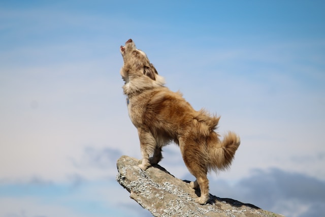 Strong Girl Dog Names