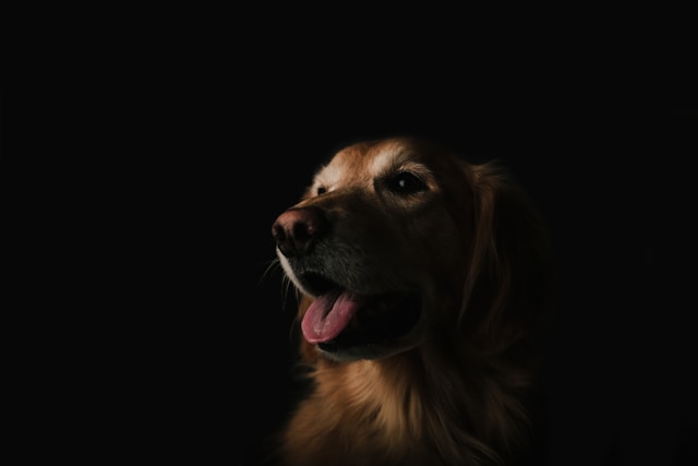 Dog Names That Start With T: 70+ Terrific Names for Your Puppy
